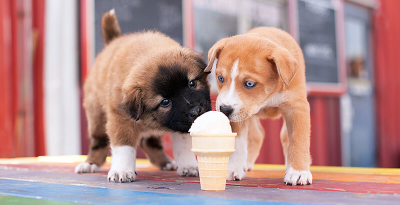 Vrai ou Faux : Je peux partager une glace avec mon chien