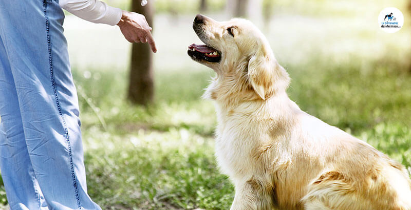 Comment dresser son chien soi même ?