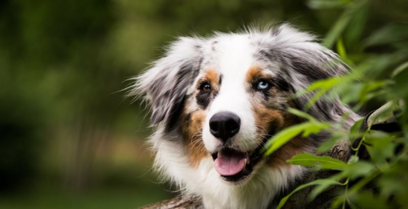 Les vomissements chez le chien