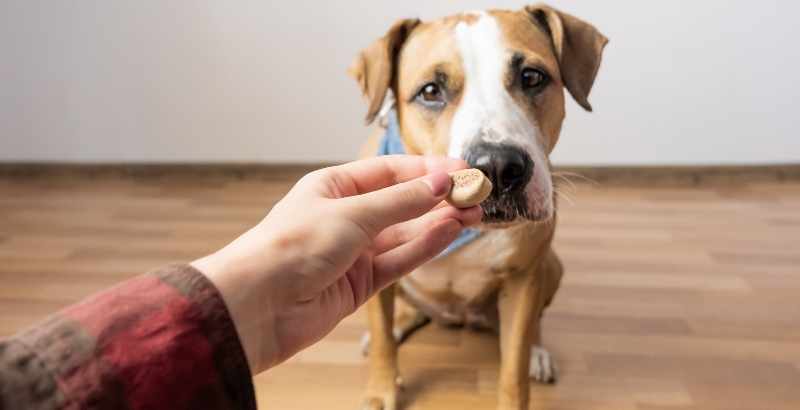 Quizz : Votre chien est-il gourmand ?