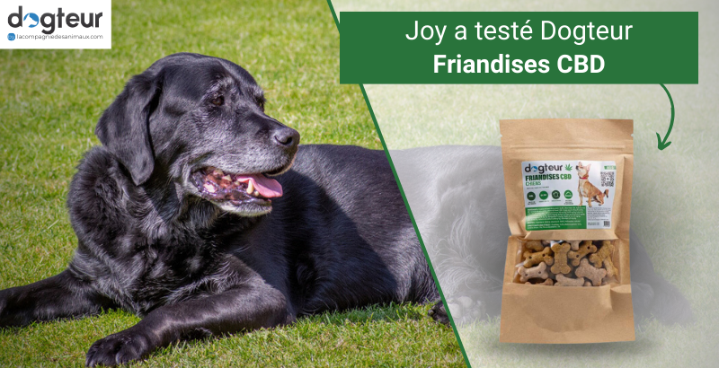 On a testé les Friandises CBD Dogteur pour chien