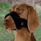 Trixie muselière sangle nylon avec doublure souple pour chien XXL- La Compagnie des Animaux