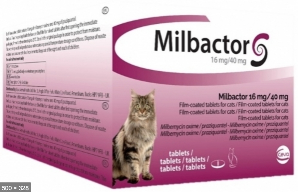 Milbactor Chat Plus De 2kg 2 Cps Vermifuge Chat Dogteur Com