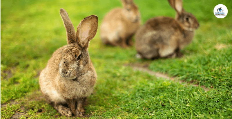 Conseil Veterinaire Blog Oreilles Du Lapin A Quoi Servent Les Oreilles Du Lapin