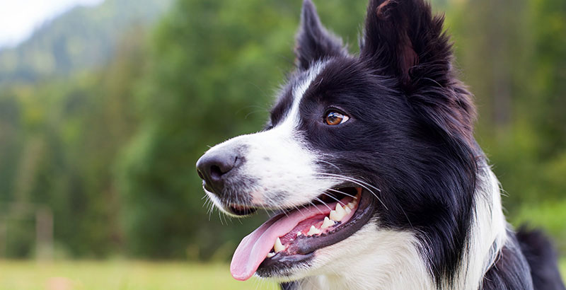 Conseil Veterinaire Blog Chien Avec La Langue Bleue Cyanose Du Chien