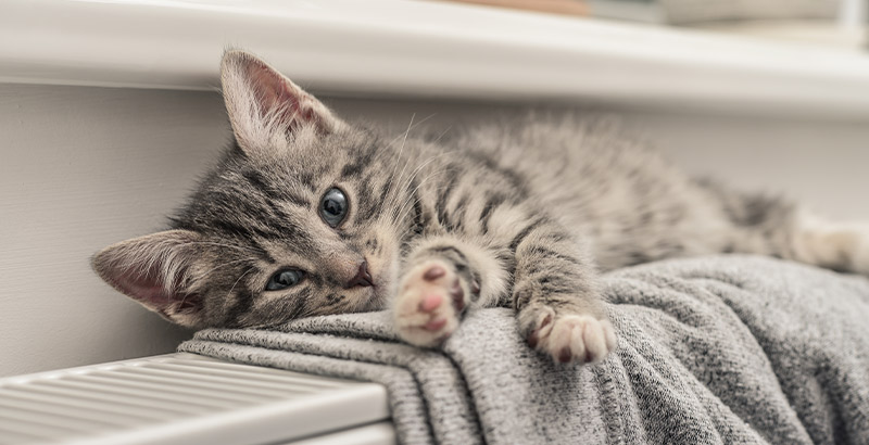 Conseil Veterinaire Blog Le Sommeil Du Chaton