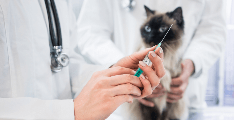 Conseil Veterinaire Blog La Reprise De La Vaccination Chez Nos Chiens Et Nos Chats Apres Le Confinement