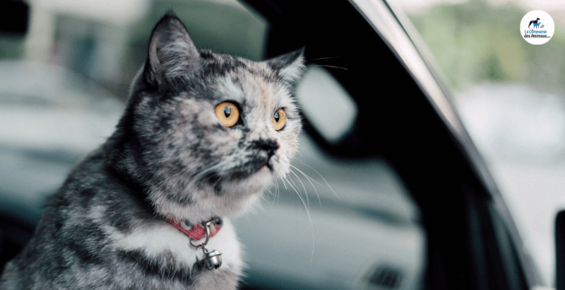 Conseil Veterinaire Blog Votre Chat Est Malade En Voiture Comment Le Soulager