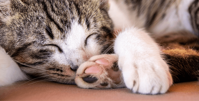 Conseil Veterinaire Blog Les Coussinets Du Chat Role Entretien Blessures Maladies