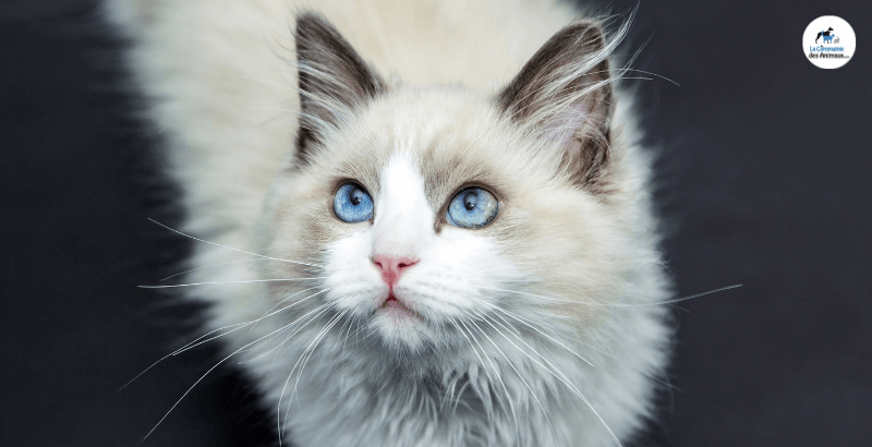 Conseil Veterinaire Blog L Insuffisance Renal Du Chat