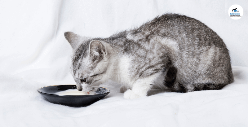 Conseil Veterinaire Blog Le Lait Est Il Mauvais Pour Les Chats