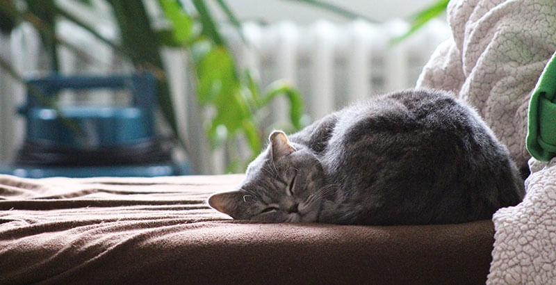 Comment Reconnaitre Le Stress Chez Le Chat