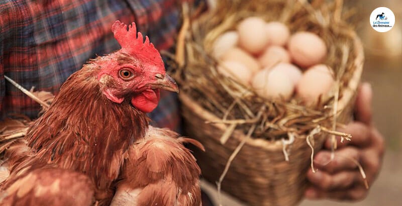 Les Poules Pondent Elles Tous Les Jours