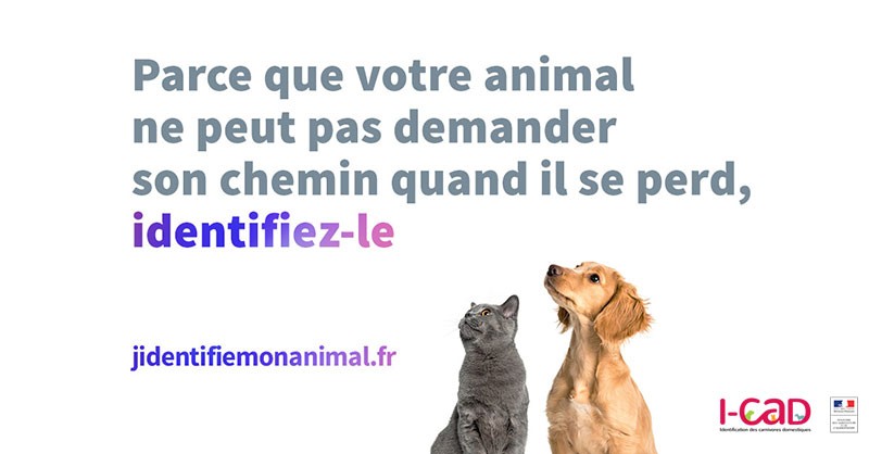 L Identification Des Animaux De Compagnie