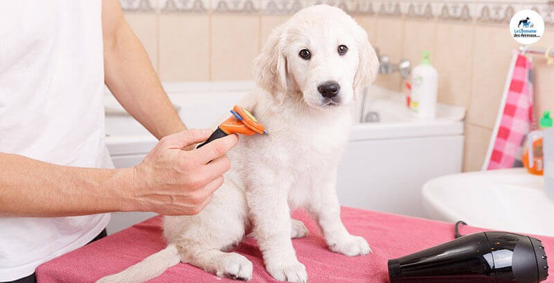 Quelle Brosse Choisir Pour Toiletter Mon Chien Guide D Achat