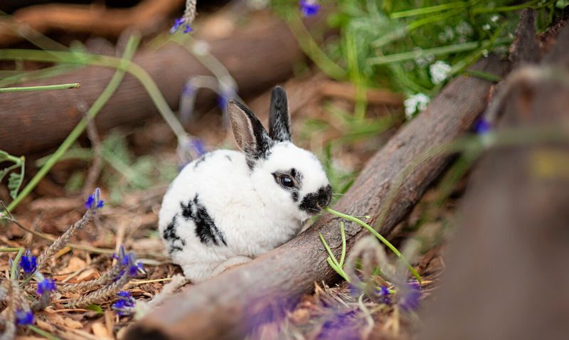 Parasites Votre Lapin N Est Pas Protege