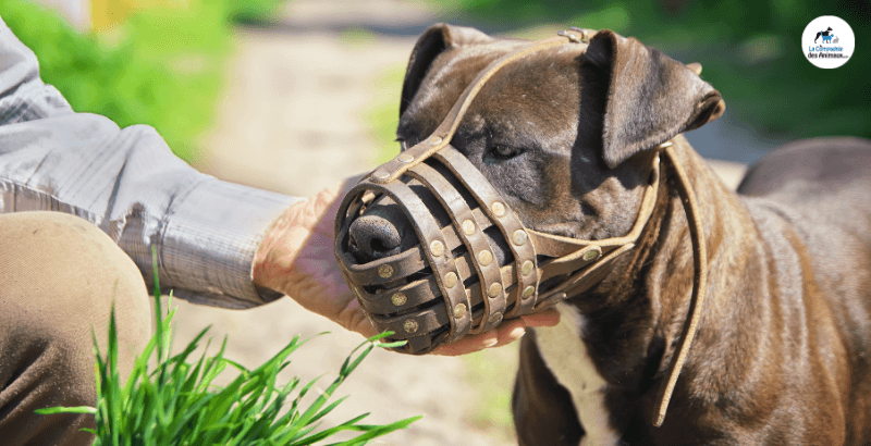 Choisir Une Museliere Pour Son Chien Conseils