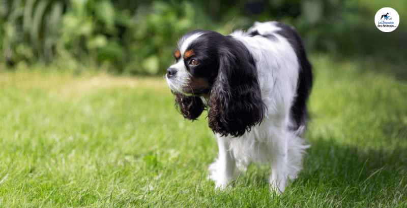 Morsure De Serpent Sur Un Chien Que Faire