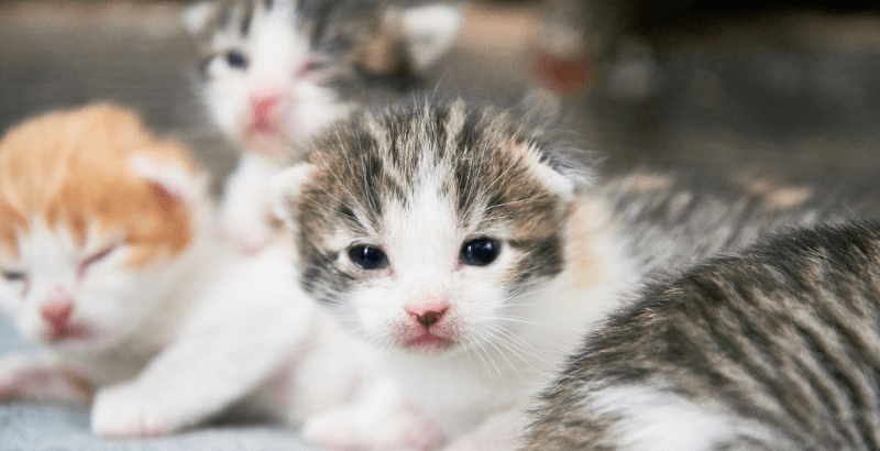 La Peritonite Infectieuse Feline Pif Causes Symptomes Traitement