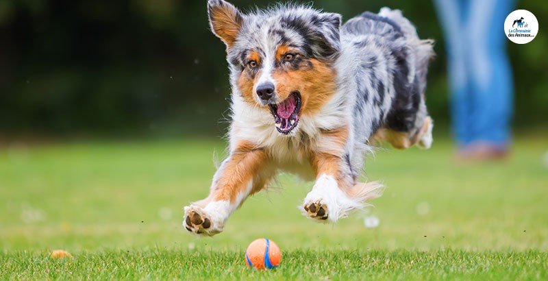 jouet lumineux pour chien