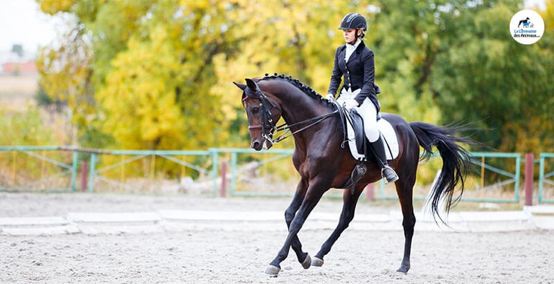 Comment Reprendre Le Dessus Sur Son Cheval Comment aider son cheval à récupérer après l'effort