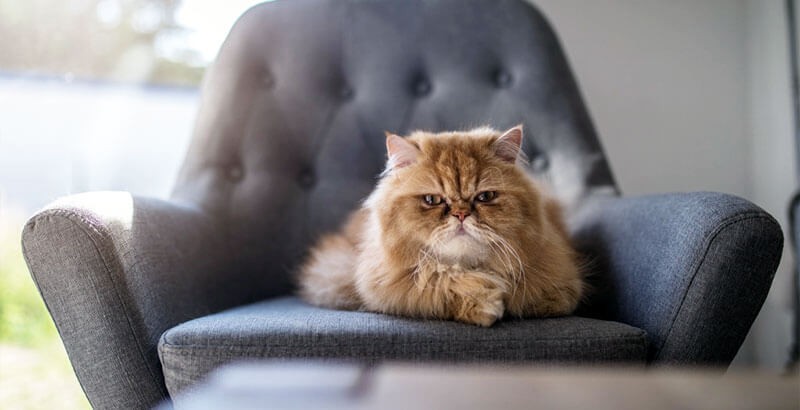 pourquoi mon chat grogne t il