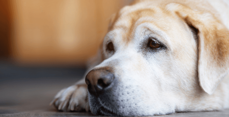 conseil veterinaire blog cancer du chien comment soigner la maladie du cancer