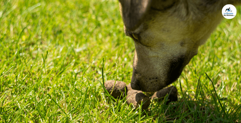 Conseil Veterinaire Blog Coprophagie Pourquoi Le Chien Mange T Il Ses Crottes