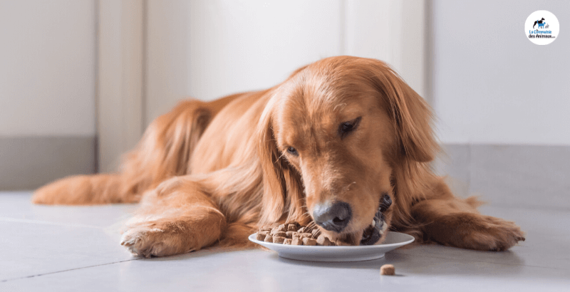 Conseil Vétérinaire - Blog - Lu0027alimentation mixte pour chien 