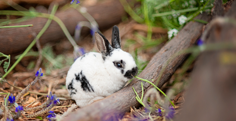 Conseil Veterinaire Blog Parasites Votre Lapin N Est Pas Protege