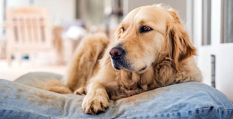 Conseil Veterinaire Blog Sterilisation Chimique Du Chien Avantages Et Inconvenients