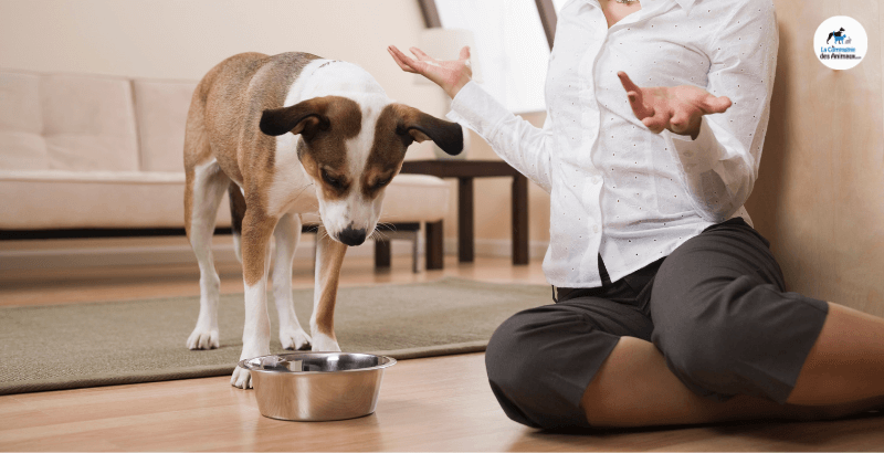 Conseil Veterinaire Blog Votre Chien Refuse De Manger Ses Croquettes Que Faire