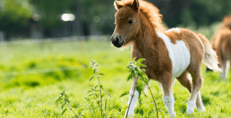 Conseil Veterinaire Blog Comment Bien Faire Grandir Son Poulain