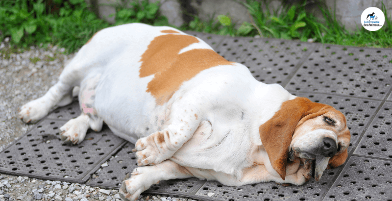 conseil veterinaire blog mon chien est obese comment le faire maigrir