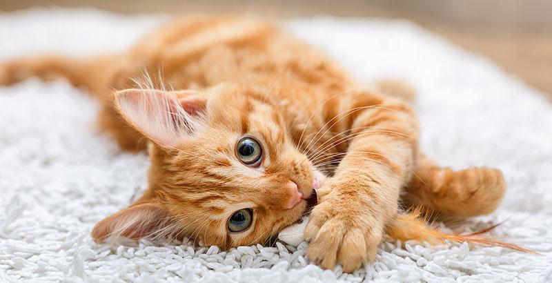 Conseil Veterinaire Blog Pourquoi Les Chats Eternuent Ils Causes Et Soins