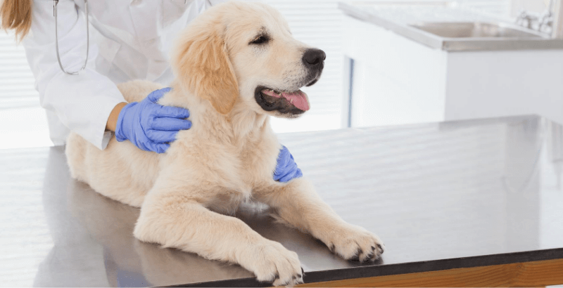 Conseil Veterinaire Blog Verrue Chez Le Chien Comment S En Debarrasser