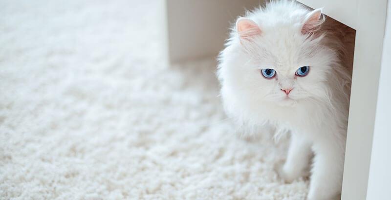 Conseil Veterinaire Blog Un Chat Albinos Est Il Plus Fragile Qu Un Autre Chat