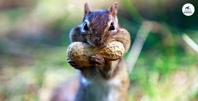 Conseil Veterinaire Blog Prendre Soin Des Ecureuils De Son Jardin