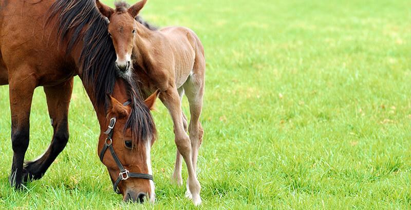 Conseil Veterinaire Blog Sevrage Et Croissance Des Poulains