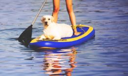 Conseil Vétérinaire - Blog - Sport nautique pour chien  Cani 