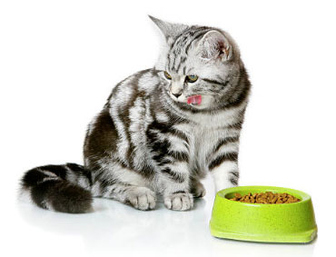 Conseil Vétérinaire - Blog - Lu0027alimentation mixte pour chat - Conseils