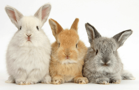 Conseil Veterinaire Blog Comment Savoir L Age De Mon Lapin