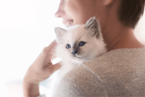 Conseil Veterinaire Blog Mon Chat Tremble Causes Reactions Diagnostic