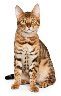 Conseil Veterinaire Blog Comment Debarrasser Son Chat Des Pellicules