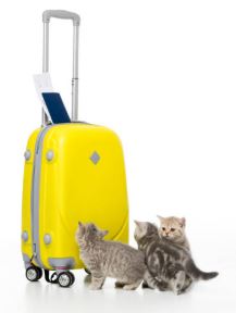 Conseil Veterinaire Blog Nos Astuces Pour Bien Voyager Avec Son Chat