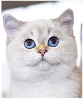 Conseil Veterinaire Blog Soins Yeux Chat Soins Occulaire Chat Soin Vision Du Chat Vision Du Chat Oeil Du Chat Yeux Rouges Chat Collyre Chat Yeux Sales Chat Soigner Yeux Chat