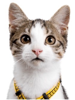 Conseil Veterinaire Blog Quel Collier Pour Chat Choisir