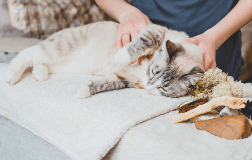 Conseil Veterinaire Blog Le Massage Du Chat Les Techniques Pour Lui Faire Du Bien