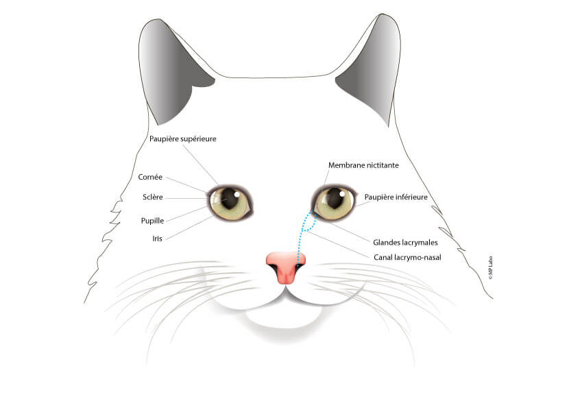 Conseil Veterinaire Blog Soins Yeux Chat Soins Occulaire Chat Soin Vision Du Chat Vision Du Chat Oeil Du Chat Yeux Rouges Chat Collyre Chat Yeux Sales Chat Soigner Yeux Chat